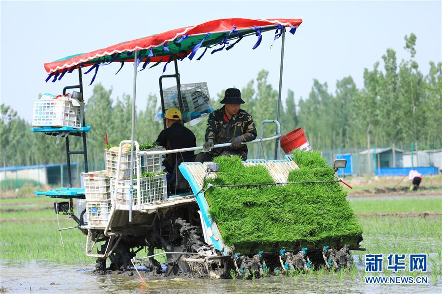 #（經濟）（3）河北唐山：曹妃甸農場水稻插秧忙