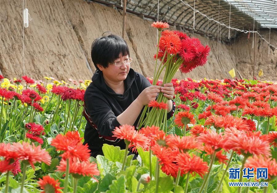 （经济）（3）河北滦南：鲜花种植促增收