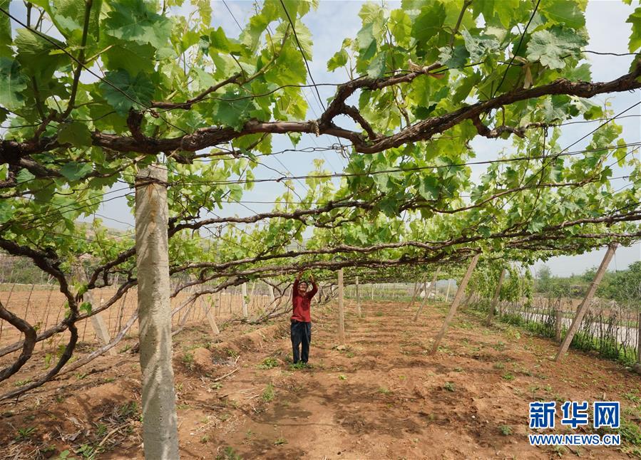 （經濟）（2）河北豐潤：葡萄種植專業村夏管忙