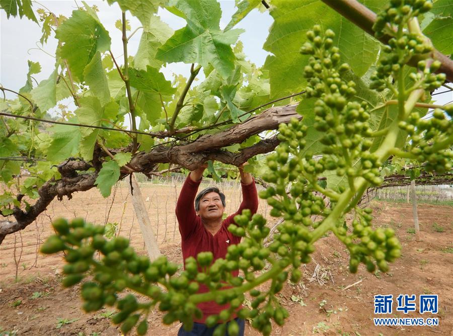 （經濟）（3）河北豐潤：葡萄種植專業村夏管忙