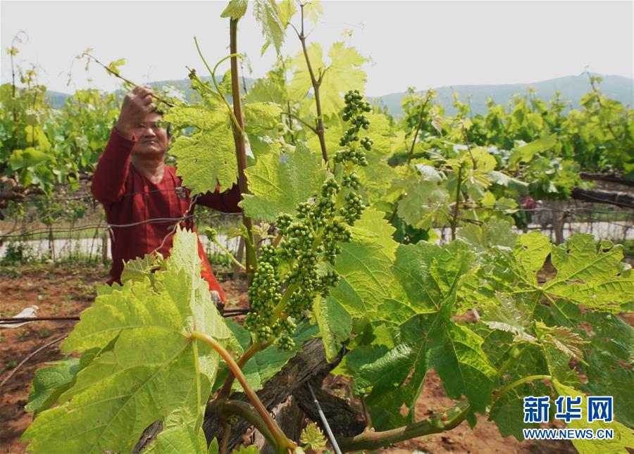 （經濟）（4）河北豐潤：葡萄種植專業村夏管忙