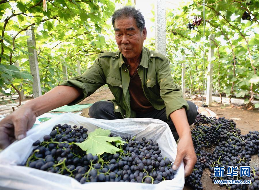 （经济）（2）河北唐山：葡萄专业种植村里果飘香