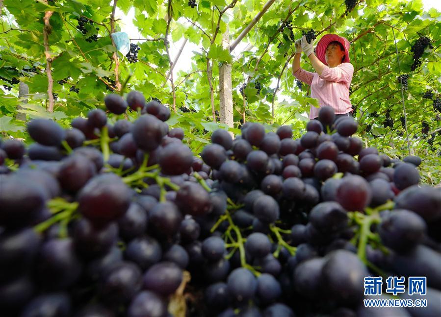 （经济）（3）河北唐山：葡萄专业种植村里果飘香
