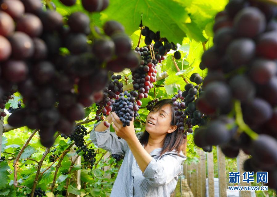 （经济）（4）河北唐山：葡萄专业种植村里果飘香