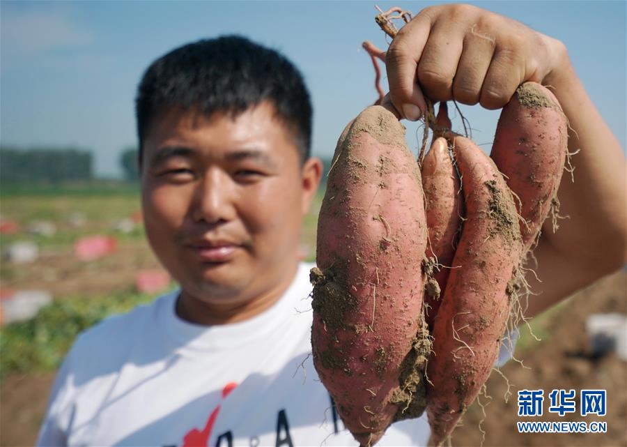 （经济）（4）河北滦南：烟薯丰收