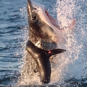 超4米长大白鲨跃出海面捕食海豹瞬间