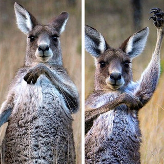 澳大利亚一袋鼠欢快起舞似乐手演奏