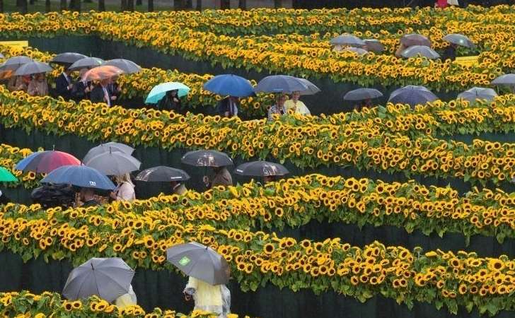 荷兰12万朵向日葵打造金色迷宫 吸引大批游客