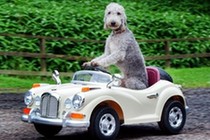 英国小狗会开车走红 “驾驶”劳斯莱斯