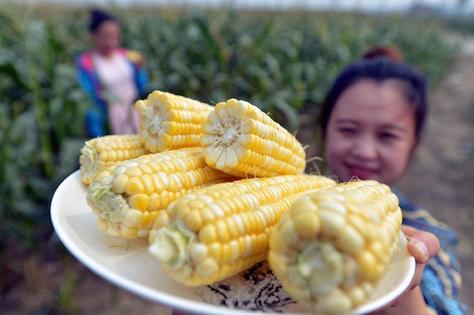 唐山新品水果玉米丰收上市