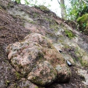 四川泸州发现长60厘米巨型恐龙脚印