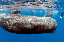 美游客多米尼加潜水与抹香鲸同游