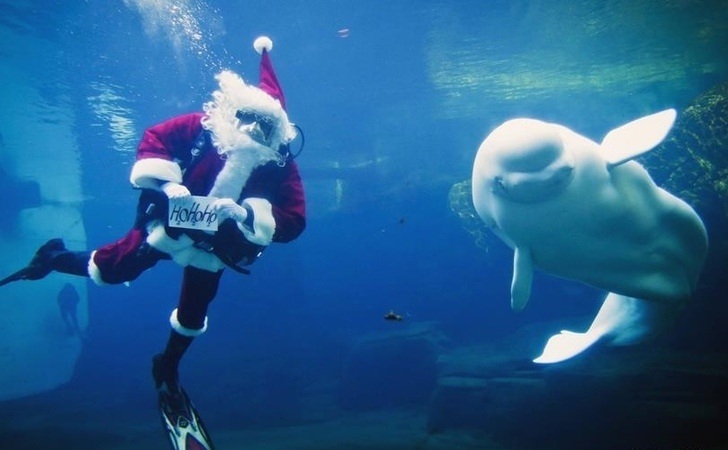 “圣诞老人”现身温哥华水族馆
