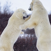 加两北极熊推搡打斗上演有趣拳击赛