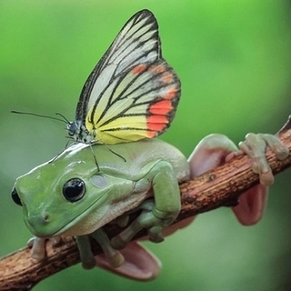 蝴蝶停留树蛙头上休憩似其另类头发