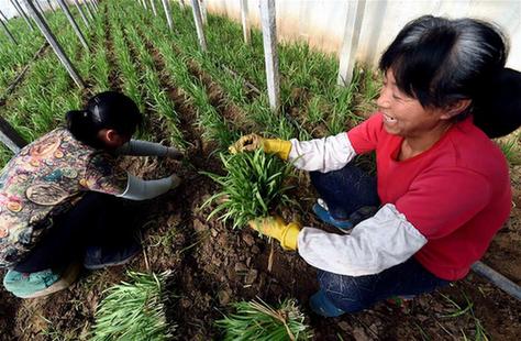 香韭菜 节前俏