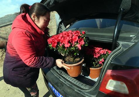 “温室鲜花”节前俏销