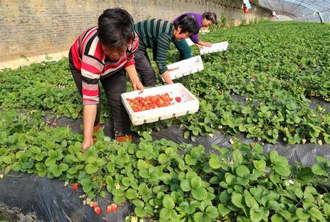 秦皇岛抚宁：草莓飘香盘活特色农业经济