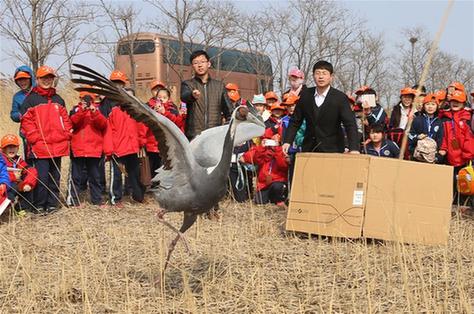 河北沧州放飞康复白枕鹤