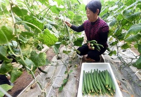 永清：“订单农业”推进农业结构调整