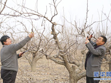 泊头市：&ldquo;鸭梨之乡&rdquo;剪枝忙