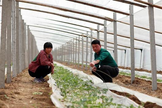 &ldquo;90後&rdquo;村支書帶領鄉親忙致富