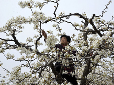 &ldquo;鸭梨之乡&rdquo;授粉忙