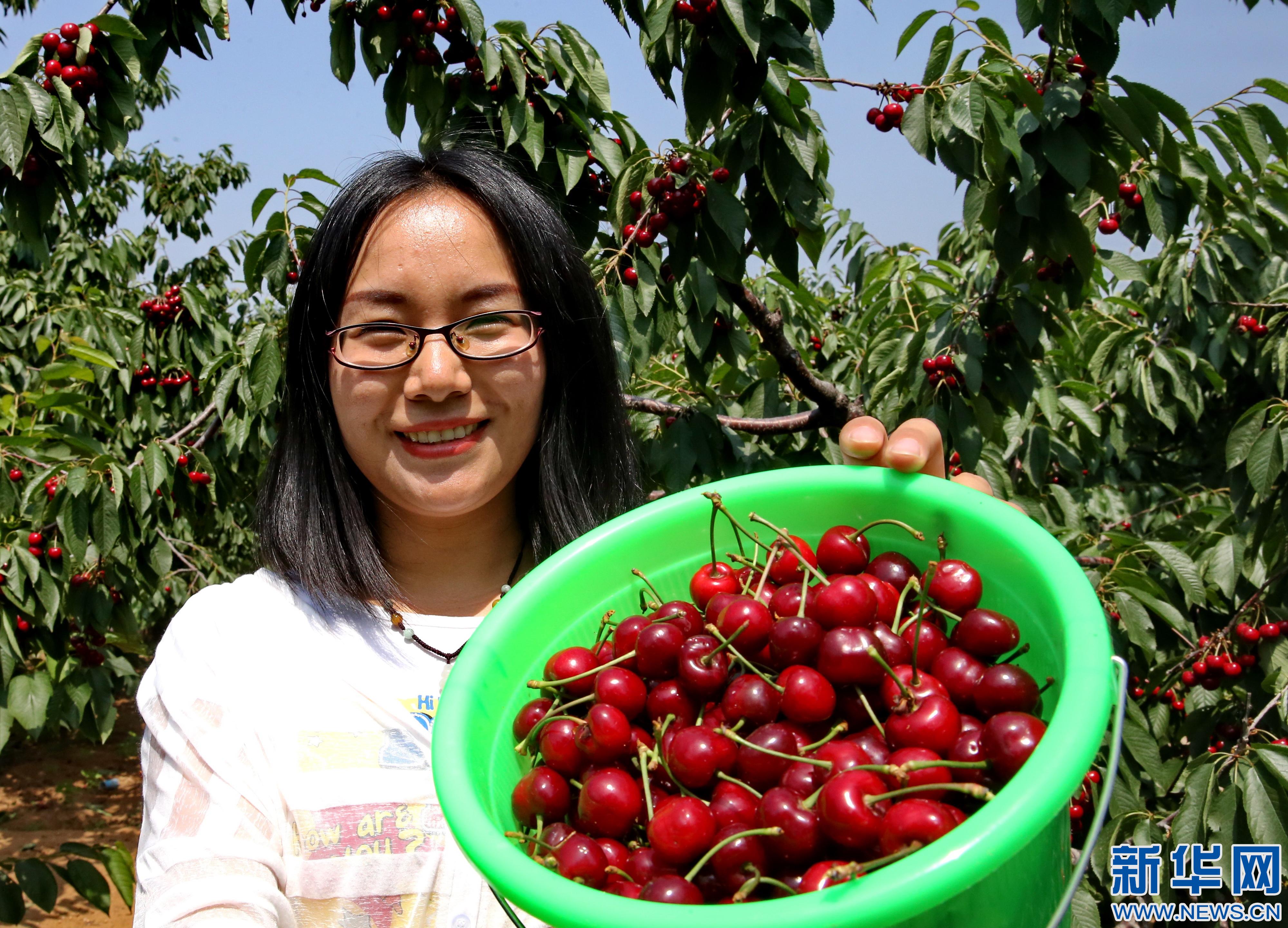 秦皇岛：樱桃种植带动城郊农民致富