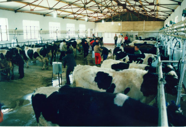 高各庄村的奶牛养殖场挤奶大厅