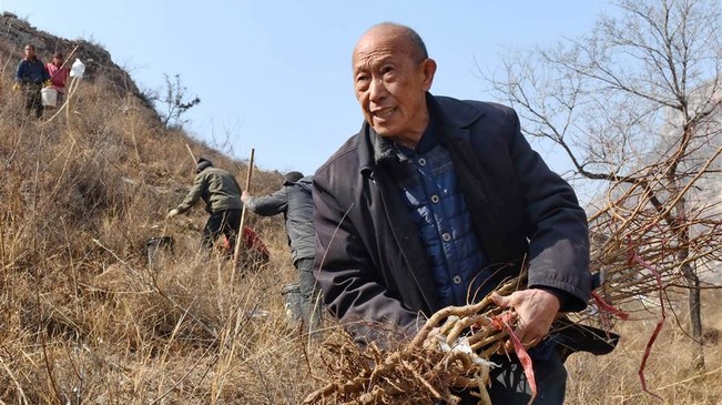 郝景香：十載荒山植樹綠太行