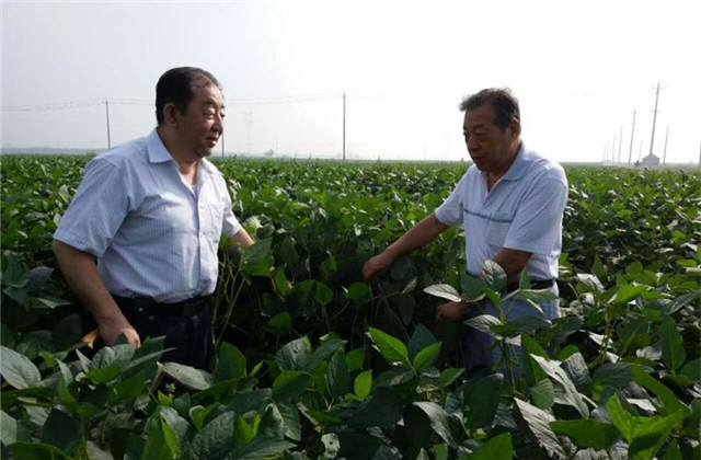 培育適合河北省的大豆品種