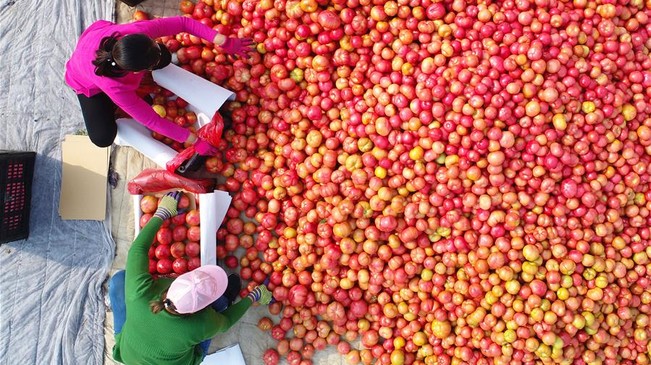 河北乐亭:一村一品助力乡村振兴