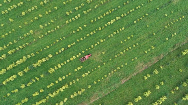 河北邢臺：花生&ldquo;訂單種植&rdquo;助農家致富