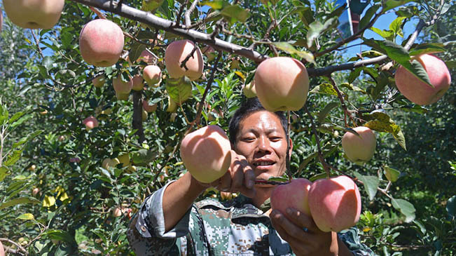 邢臺崗底村：滿山紅蘋果映紅致富路
