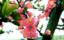 雄安，春天里播种未来