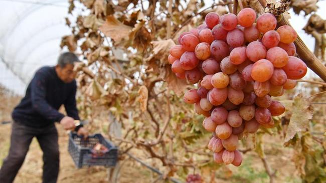 河北巨鹿：晚熟葡萄拓寬增收路