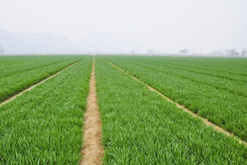 今年河北節水小麥品種供種面積超過2736萬畝