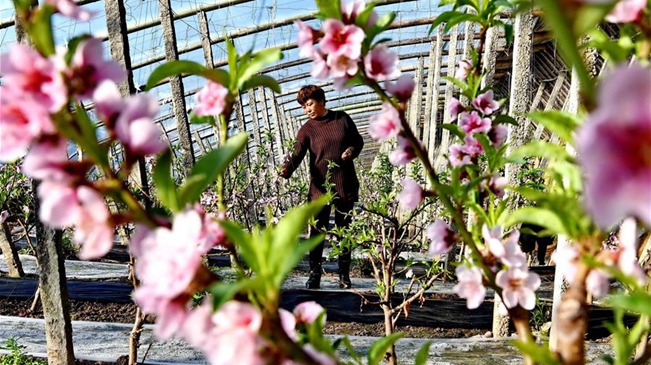 河北樂亭：數九寒天桃花爭艷