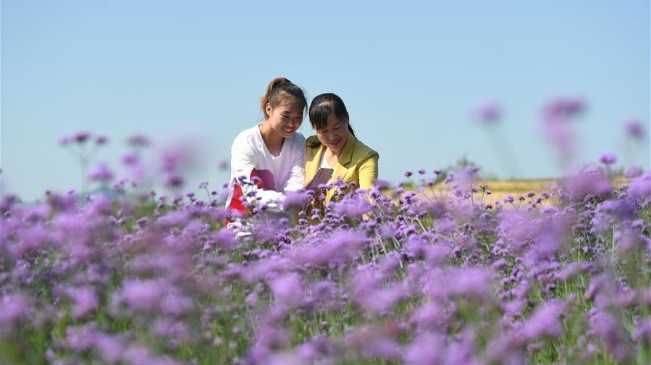 河北內丘：荒地變身花海