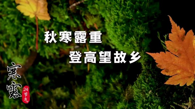 寒露|秋寒露重,登高望故乡