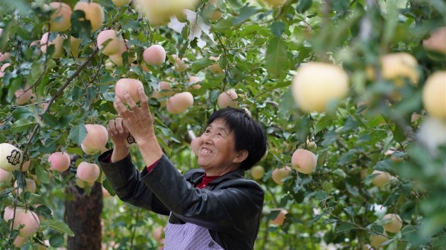 河北內丘：金秋時節果飄香