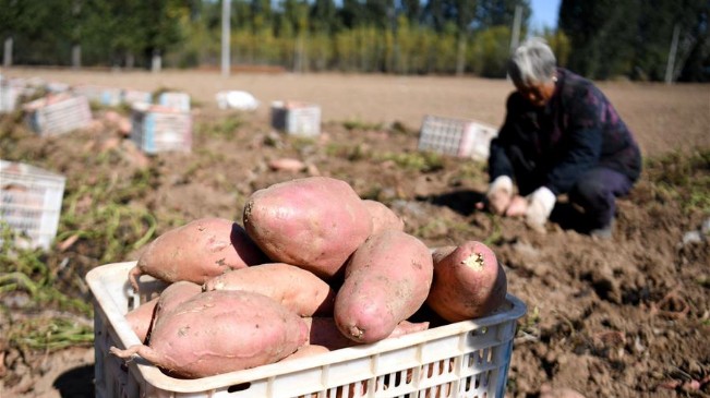 河北安次：沙地紅薯富農增收