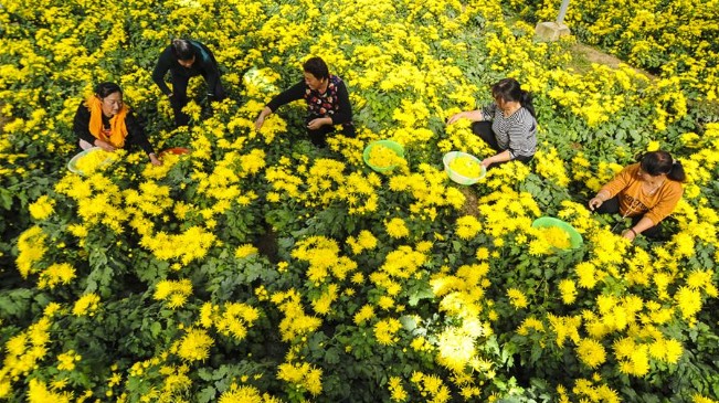 河北永清：金絲皇菊飄香扶貧路