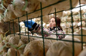 河北邢臺任縣：設施農業讓"冬閒"變"冬忙"