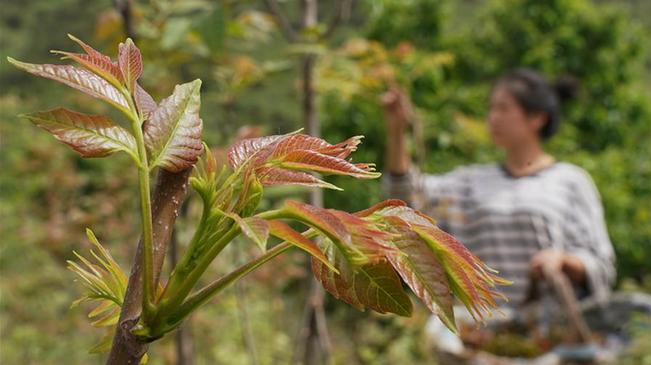 河北撫寧：香椿芽飄香小山村