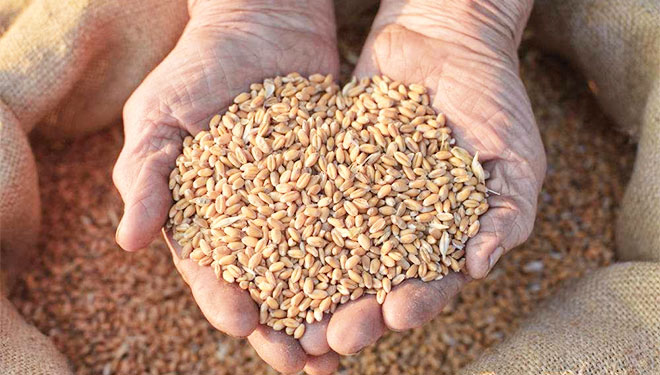 小麦入药养心护肠