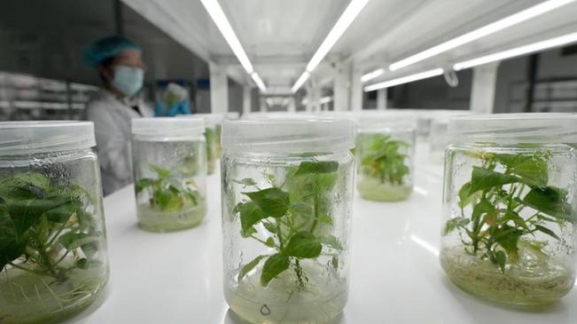 河北卢龙：甘薯秧苗繁育忙