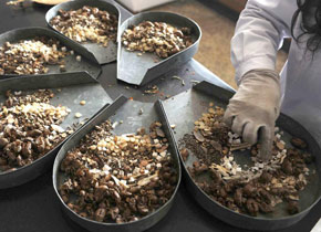 河北省发布人感染H7N9禽流感中医防治方案