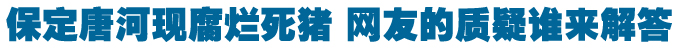 保定唐河现腐烂死猪 网友的质疑谁来解答