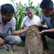 河北平泉会“下蛋”的山坡